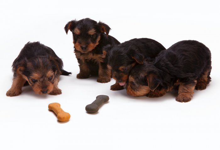 Unsere Hunde