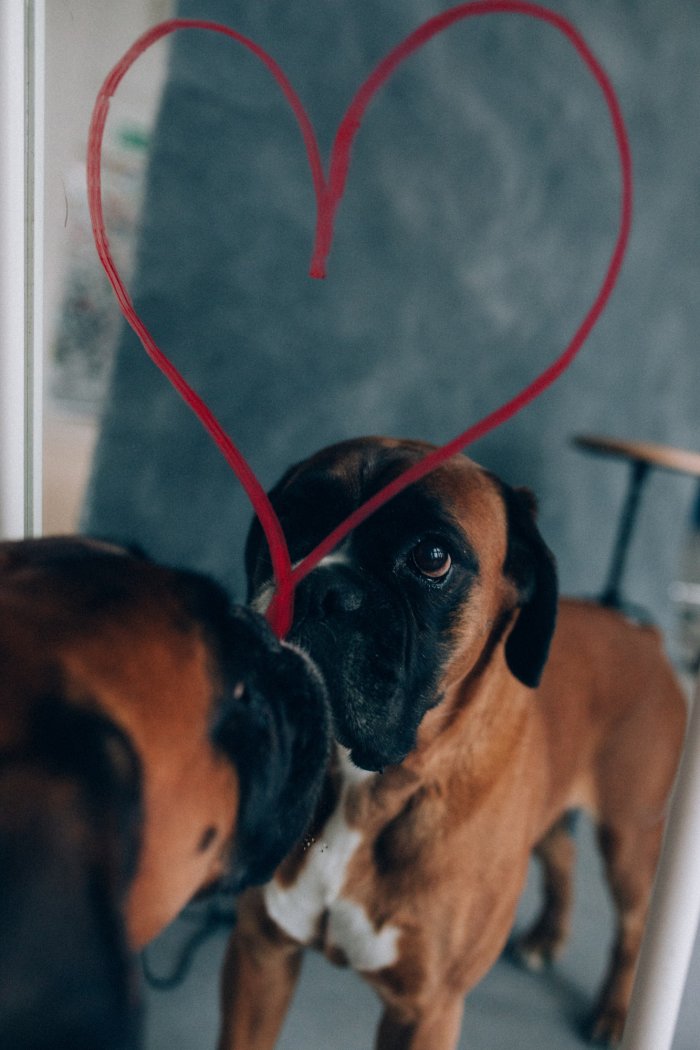  | Hund mit Herz