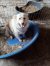 93 | Loki | Bild 4/4