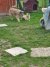 138 | Fluffy | Bild 4/10