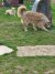 138 | Fluffy | Bild 3/10