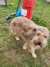138 | Fluffy | Bild 6/10