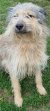 138 | Fluffy | Bild 2/10