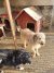 138 | Fluffy | Bild 10/10