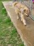138 | Fluffy | Bild 9/10