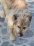 138 | Fluffy | Bild 8/10