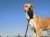 7 | Sahara | Bild 22/22