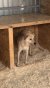 145 | Lutin | Bild 2/5