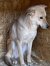 145 | Lutin | Bild 3/5