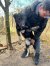 161 | Nika | Bild 2/6