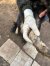 161 | Nika | Bild 4/6