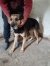 166 | Simba | Bild 4/10