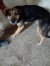 166 | Simba | Bild 3/10