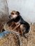 166 | Simba | Bild 2/10
