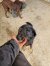173 | Kasimir | Bild 2/5