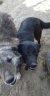 186 | Nala | Bild 11/11