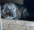 186 | Nala | Bild 2/11