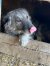 186 | Nala | Bild 3/11