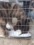 186 | Nala | Bild 10/11