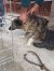 186 | Nala | Bild 9/11