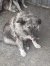 186 | Nala | Bild 8/11