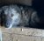 186 | Nala | Bild 4/11