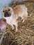 16 | Yoshi | Bild 4/8