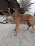 245 | Monty | Bild 3/4