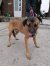 245 | Monty | Bild 2/4