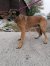 245 | Monty | Bild 4/4