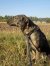 255 | Daisy | Bild 2/10