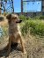 258 | Chayenne | Bild 3/13