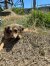 258 | Chayenne | Bild 2/13