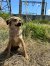 258 | Chayenne | Bild 4/13