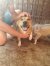 268 | Lissy | Bild 2/6