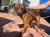287 | Cooper | Bild 4/10
