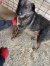 312 | Foxy | Bild 4/6