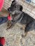 312 | Foxy | Bild 3/6