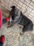 312 | Foxy | Bild 2/6