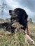 326 | Peppo | Bild 18/22