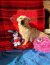 332 | Tiffy | Bild 7/8