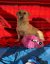332 | Tiffy | Bild 4/8
