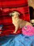 332 | Tiffy | Bild 6/8