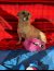 332 | Tiffy | Bild 2/8
