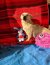332 | Tiffy | Bild 5/8