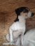 46 | Laika | Bild 4/4