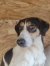 46 | Laika | Bild 3/4