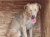 63 | Scrappy | Bild 2/3