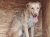 63 | Scrappy | Bild 3/3