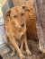 70 | Dobbie | Bild 2/3